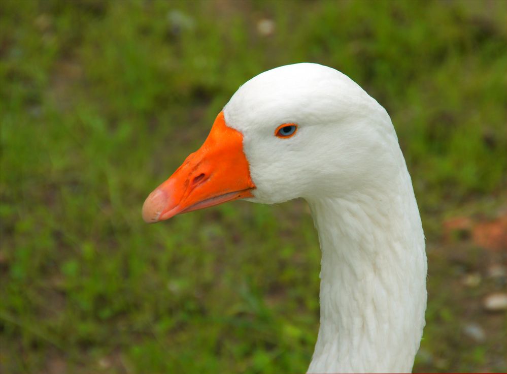 LowLadderNoob Profilbild