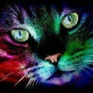 MiezeKatze Profilbild