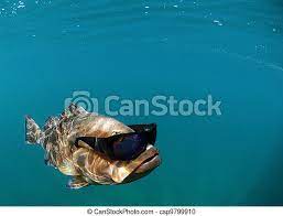 Fisch_mit_Sonnenbrille Profilbild