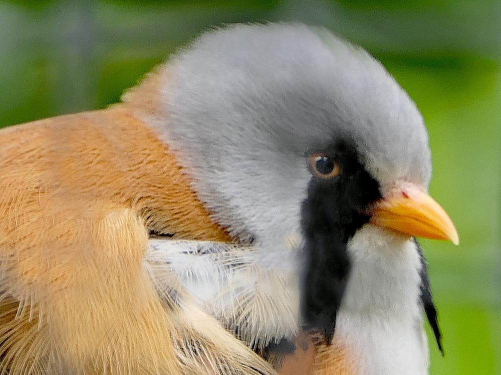 peterpunchline Profilbild