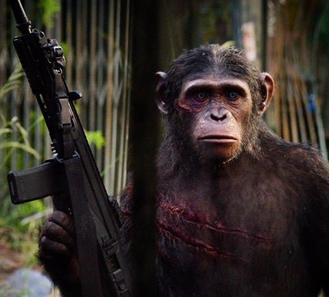 CHIMPKINGPIN Profilbild